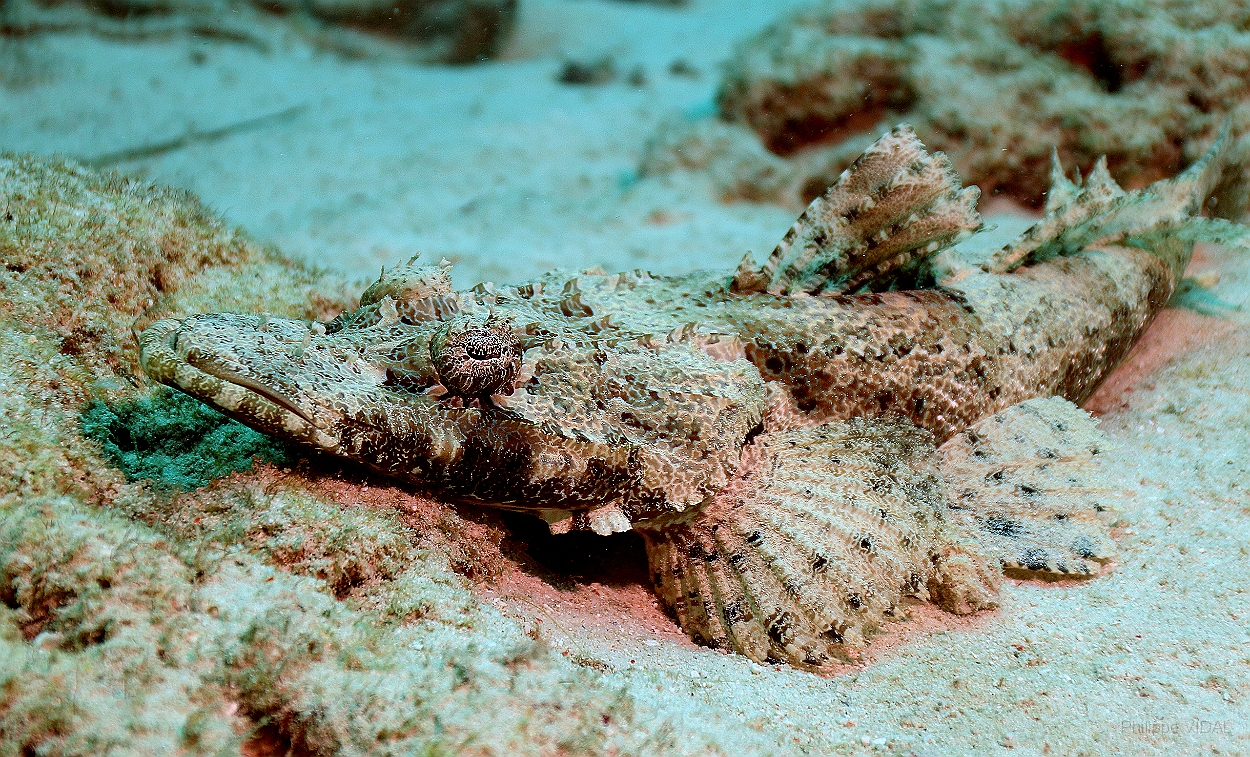 Sipadan_2015_Poisson crocodile de Beaufort_Cymbacephalus beauforti_IMG_2619_rc.jpg